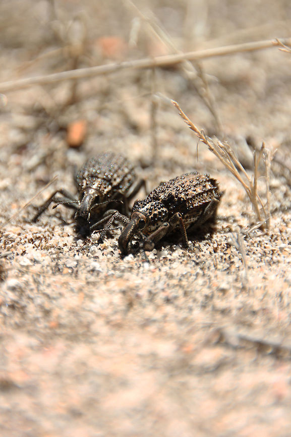 Prong-tailed weevil This is a very large family of beetles. There are over 60,000 species in several families, mostly in the family Curculionidae (the true weevils). They are flightless, ground-dwelling beetles found in diverse habitats.<br />
The adults range in size from small to large; they have stout bodies and a hard carapace. Weevils have a long narrow snout projecting from the head, with a pair of short, jointed antennae toward the middle of this snout. This provides them with a distinctive appearance and the common name of snout beetles.<br />
Weevils are generally dull tannish brown or grey, but sometimes have carapace that is red, green, or shiny black. Both adults and larvae feed on various parts of many kinds of plants, and can be very destructive. However, adults sometimes visit flowers to feed on pollen or nectar. Bronchus furvus,Geotagged,Prong-tailed weevil,South Africa,Summer