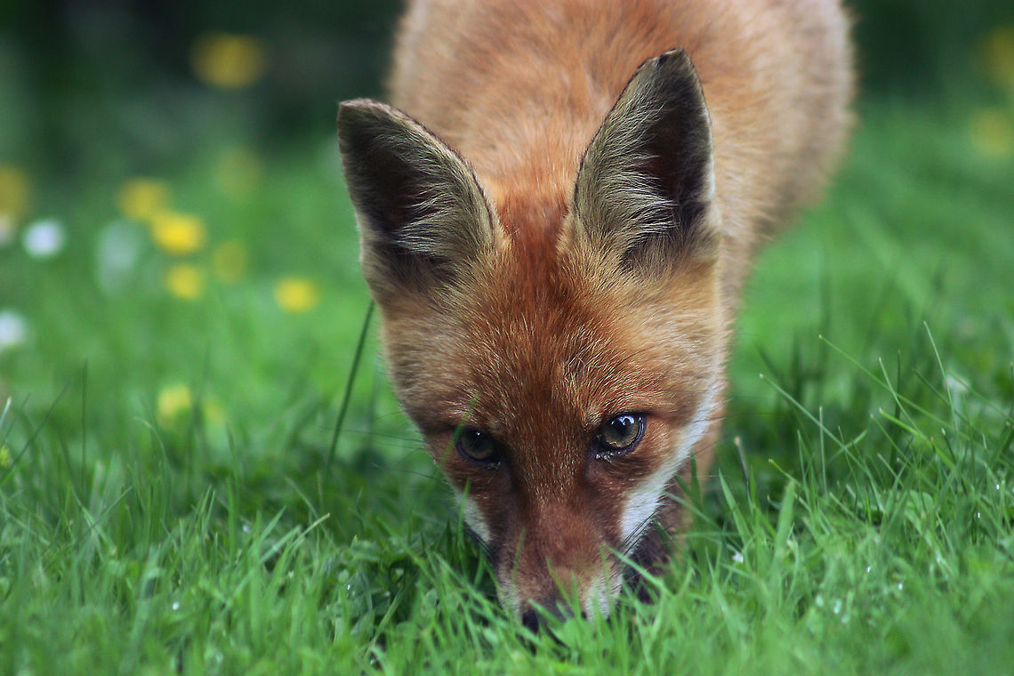 Exploring the world! V. vulpes - Newly emerged cub wondering whether humans are to be trusted or not.  Red Fox,Vulpes vulpes,red fox