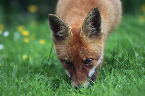 Exploring the world! V. vulpes - Newly emerged cub wondering whether humans are to be trusted or not.  Red Fox,Vulpes vulpes,red fox
