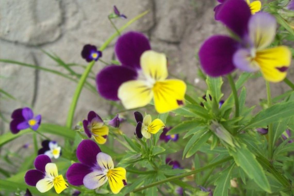 Spring Flowers  Flowers,Heartsease,Viola tricolor,spring