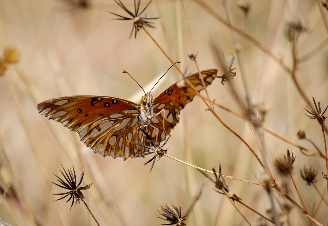 Butterfly at the Monte Alban Archeological site in Oaxaca, Mexico Older photo from a trip in 2016. Found this gem near the ruins of the old Aztec mountain city now called Monte Alban.  Agraulis vanillae,Fall,Geotagged,Gulf fritillary,Mexico,butterfly,insect,wildlife