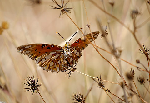 Butterfly at the Monte Alban Archeological site in Oaxaca, Mexico Older photo from a trip in 2016. Found this gem near the ruins of the old Aztec mountain city now called Monte Alban.  Agraulis vanillae,Fall,Geotagged,Gulf fritillary,Mexico,butterfly,insect,wildlife