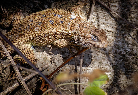 Horny lizard has their eye on you in Monte Alban, Oaxaca, Mexico Another sighting during my visit to the archeological site of the Aztec ruins.  Fall,Geotagged,Lizard,Mexico,Sceloporus spinosus,wildlife