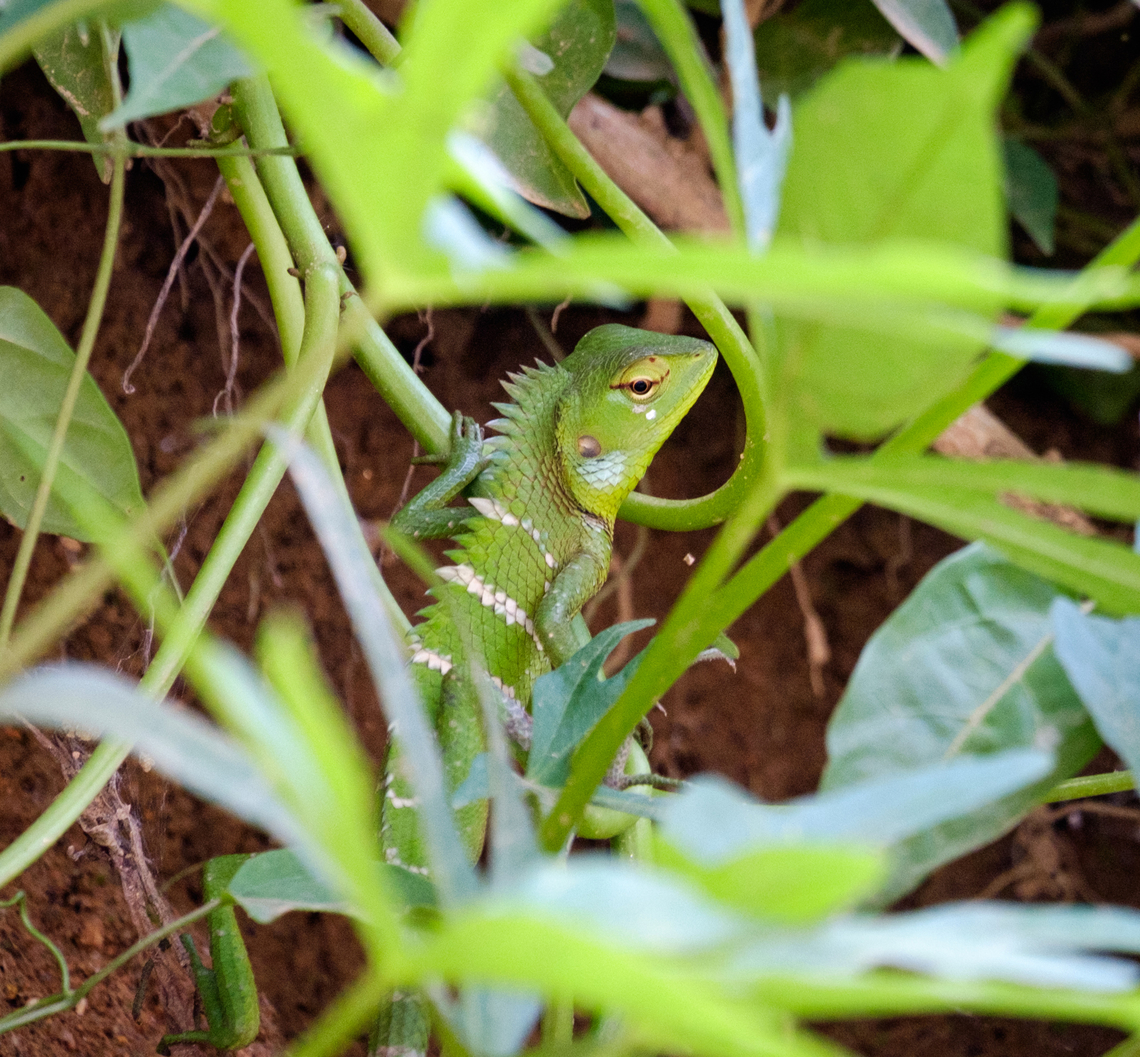 Green forest lizard in the hills of Sri Lanka  Calotes calotes,Common Green Forest Lizard,Fall,Geotagged,Sri Lanka,wildlife