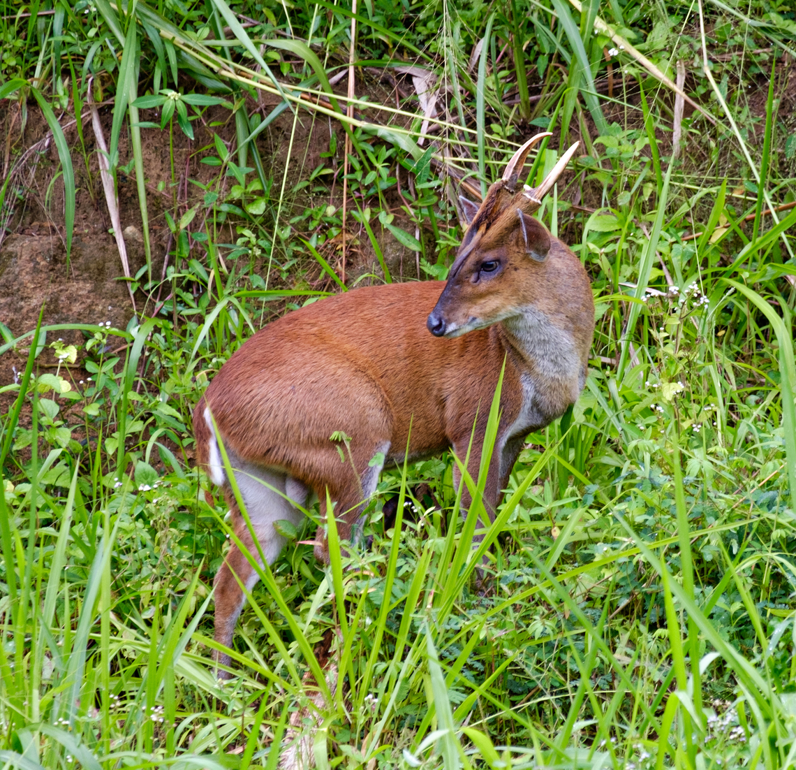 Muntiacus muntjak in the hills of Sri Lanka  Fall,Geotagged,Indian muntjac,Muntiacus muntjak,Sri Lanka,wildlife