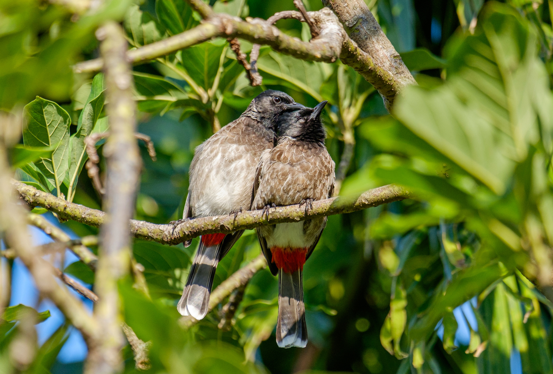 A couple of red-vented bulbul's grooming each other in Sri Lanka  Fall,Geotagged,Pycnonotus cafer,Red-vented Bulbul,Sri Lanka,bird,wildlife