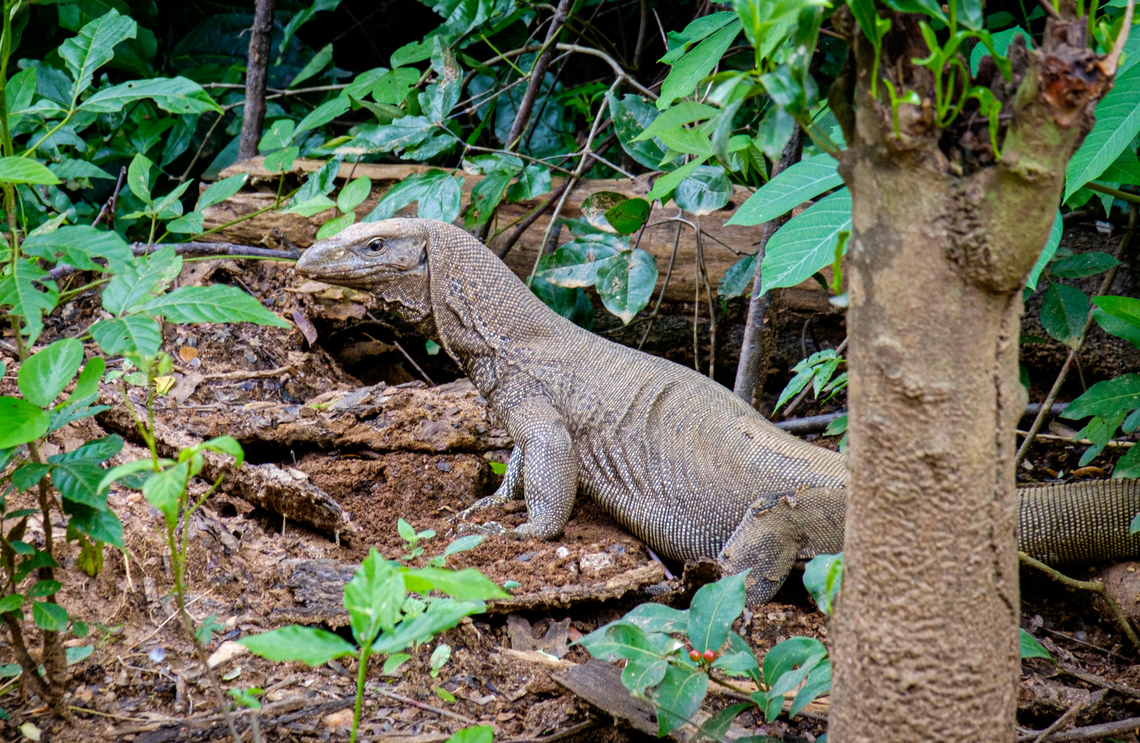 Keeping my distance from this cutie in Sri Lanka Varanus bengalensis, Bengal monitor, <a href="https://en.wikipedia.org/wiki/Bengal_monitor" rel="nofollow">https://en.wikipedia.org/wiki/Bengal_monitor</a><br />
<br />
Pretty sure I got the ID right, but it could also be Varanus salvator, if anyone knows a way to distinguish them better. Bengal monitor (Indian monitor),Fall,Geotagged,Sri Lanka,Varanus bengalensis,wildlife
