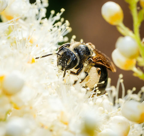 Honey bee collecting Pretty sure it's a basic honey bee, if anyone knows a more specific species for the area, please let me know! Apis mellifera,Canada,Geotagged,Summer,Western honey bee