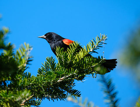 Male red-winged blackbird  Agelaius phoeniceus,Canada,Geotagged,Red-winged blackbird,Summer