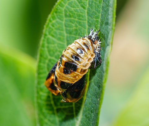 Ladybird Pupae Thanks for any help identifying the particular species, there weren't any ladybugs visible in the area. Canada,Geotagged,Summer