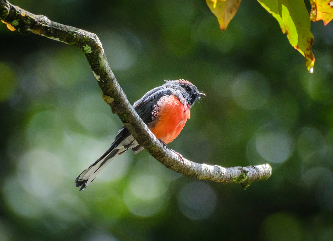 Slate-throated Redstart showing dramatic orange belly They were flying all around, often flying off a perch, hovering for a moment, then returning to the same perch. <br />
<br />
Taken in a national park just outside Mexico City. Geotagged,Mexico,Myioborus miniatus,Slate-throated Redstart,Summer,bird,wildlife