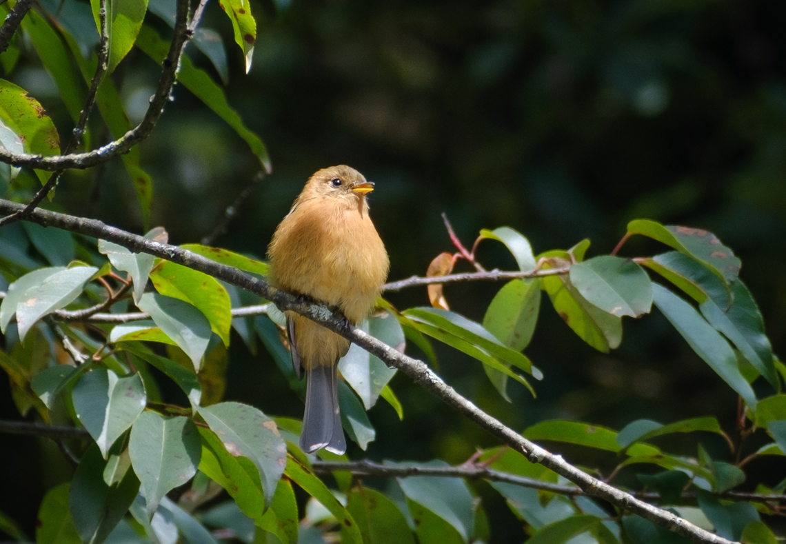 Tufted Flycatcher categorically denies a view of their tuft Taken in a national park just outside Mexico City. Pretty sure it's a Northern Tufted Flycatcher despite the lack of a tuft. Other shots showed the white bars on it's wings.  Geotagged,Mexico,Mitrephanes phaeocercus,Northern tufted flycatcher,Summer,bird,wildlife