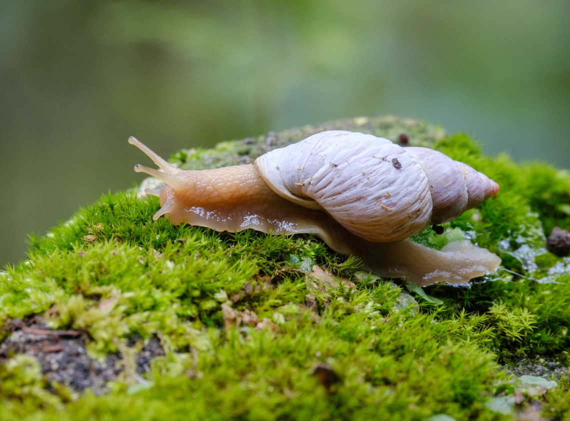 Snail with a little hitchhiker Better view of the little bug, if anyone wants to help identify it! <figure class="photo"><a href="https://www.jungledragon.com/image/162727/little_bug_riding_a_snail_as_it_moves.html" title="Little bug riding a snail as it moves"><img src="https://s3.amazonaws.com/media.jungledragon.com/images/1608/162727_thumb.jpg?AWSAccessKeyId=05GMT0V3GWVNE7GGM1R2&Expires=1769040010&Signature=3uUexYcbiEL9QOO%2FzSZGbCo7Kuw%3D" width="200" height="140" alt="Little bug riding a snail as it moves This post is for the little bug, in case anyone wants to help identify it.<br />
<br />
Better view of the snail: https://www.jungledragon.com/image/162726/snail_with_a_little_hitchhiker.html Geotagged,Mexico,Summer,bugs,wildlife" /></a></figure> Geotagged,Mexico,Summer,bugs,wildlife
