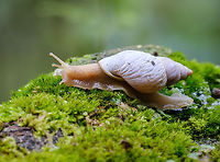 Snail with a little hitchhiker Better view of the little bug, if anyone wants to help identify it! https://www.jungledragon.com/image/162727/little_bug_riding_a_snail_as_it_moves.html Geotagged,Mexico,Summer,bugs,wildlife