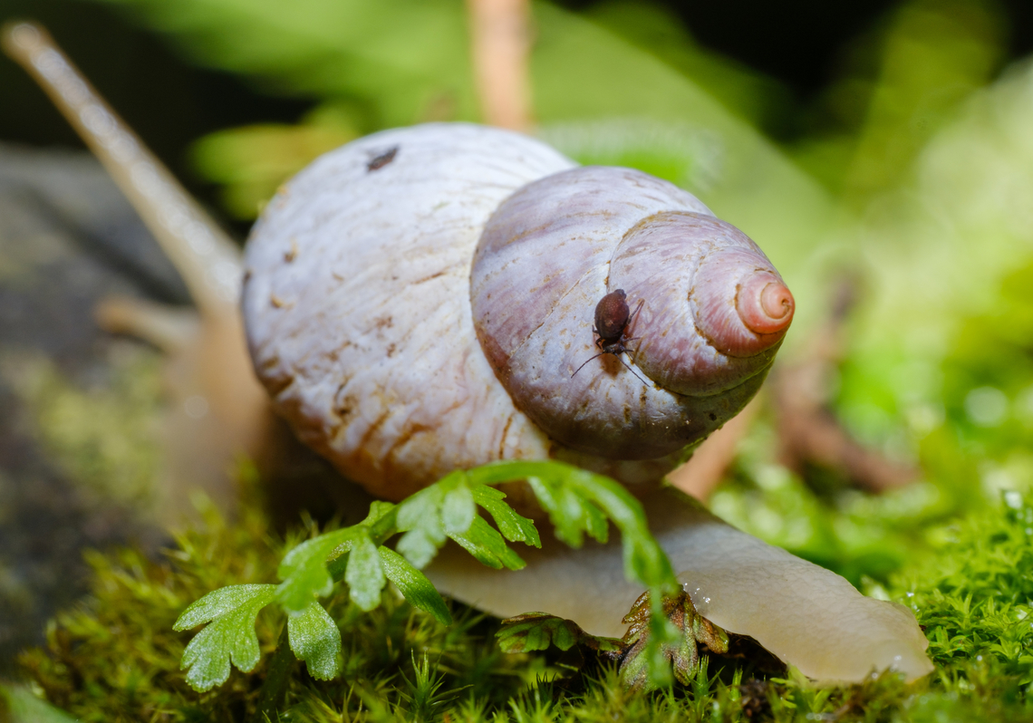Little bug riding a snail as it moves This post is for the little bug, in case anyone wants to help identify it.<br />
<br />
Better view of the snail: <figure class="photo"><a href="https://www.jungledragon.com/image/162726/snail_with_a_little_hitchhiker.html" title="Snail with a little hitchhiker"><img src="https://s3.amazonaws.com/media.jungledragon.com/images/1608/162726_thumb.jpg?AWSAccessKeyId=05GMT0V3GWVNE7GGM1R2&Expires=1759968010&Signature=J%2FdI%2B9k9Qcp7QyZfTvqmcK254YU%3D" width="200" height="148" alt="Snail with a little hitchhiker Better view of the little bug, if anyone wants to help identify it! https://www.jungledragon.com/image/162727/little_bug_riding_a_snail_as_it_moves.html Geotagged,Mexico,Summer,bugs,wildlife" /></a></figure> Geotagged,Mexico,Summer,bugs,wildlife