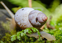 Little bug riding a snail as it moves This post is for the little bug, in case anyone wants to help identify it.<br />
<br />
Better view of the snail: https://www.jungledragon.com/image/162726/snail_with_a_little_hitchhiker.html Geotagged,Mexico,Summer,bugs,wildlife