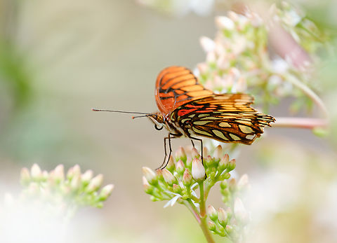 Mexican Silverspot  Agraulis vanillae,Dione moneta,Geotagged,Gulf fritillary,Mexican silverspot,Mexico,Summer,bugs,wildlife