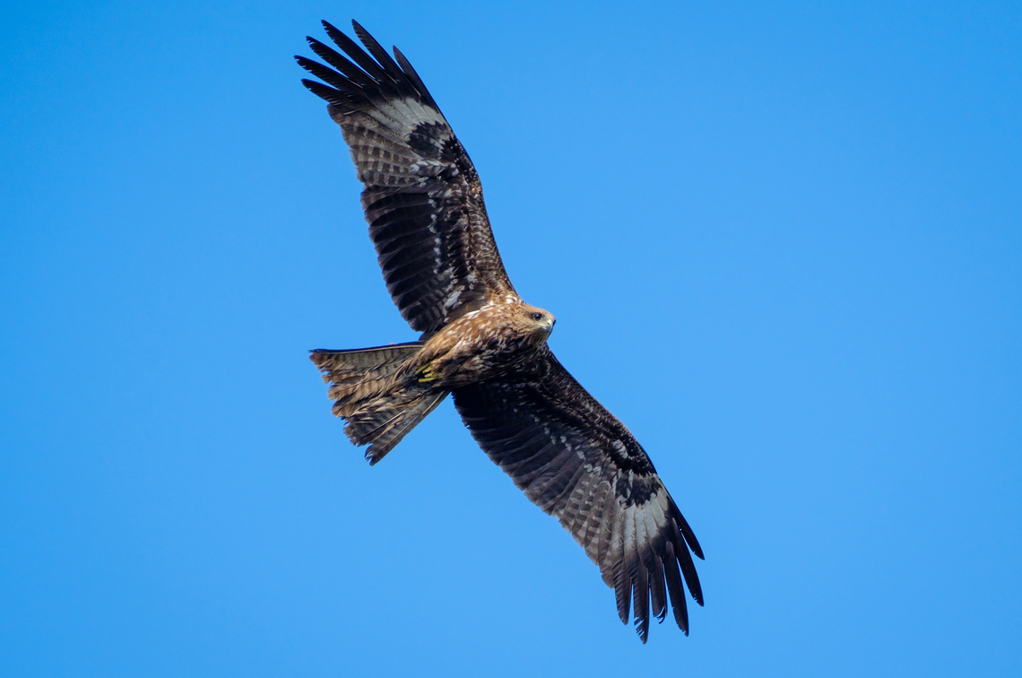 One of the endless raptors soaring over the streets of Kathmandu This one was prowling the jungle around the hilltop buddhist temple of Swayambhu.  Black kite,Fall,Geotagged,Milvus migrans,Nepal