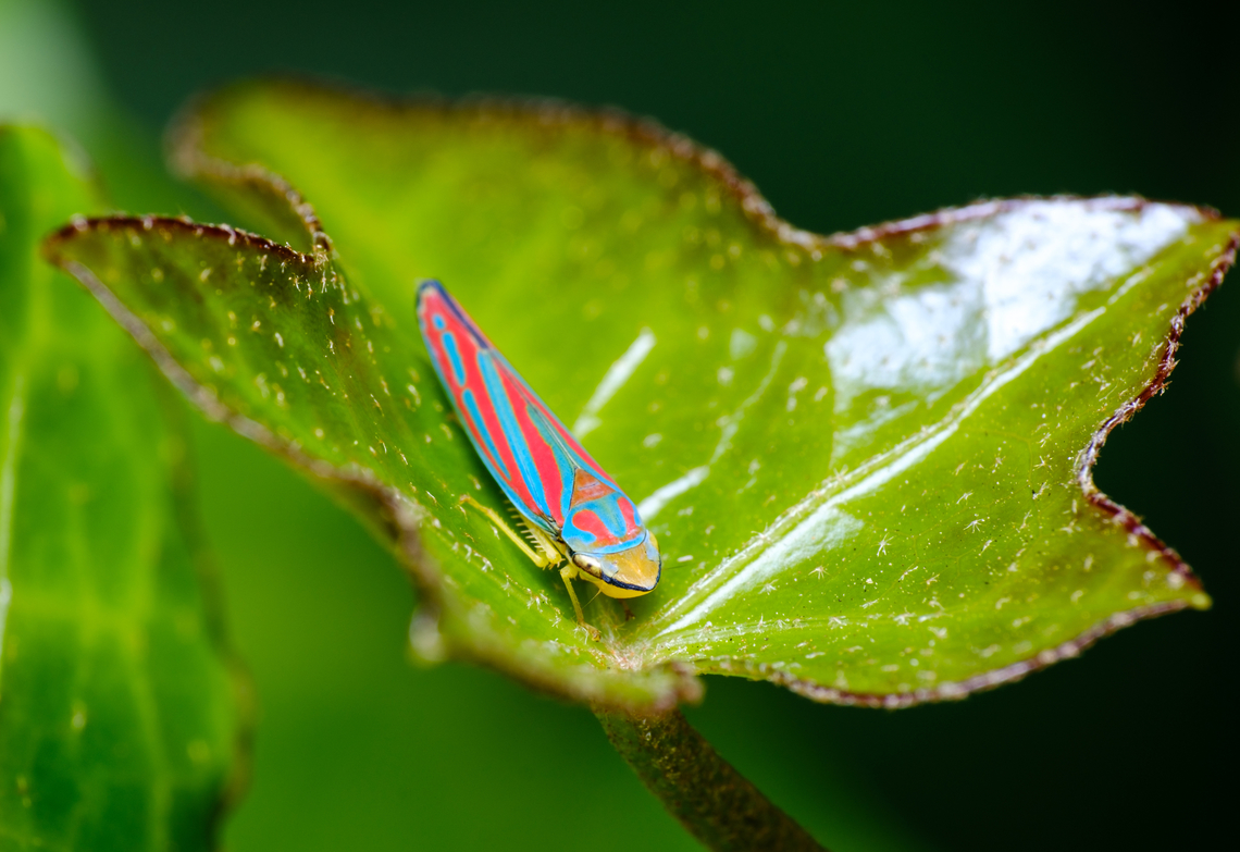 Leafhopper chilling hard in Mexico City Nothing would make these guys hop away.  Geotagged,Graphocephala coccinea,Mexico,Winter