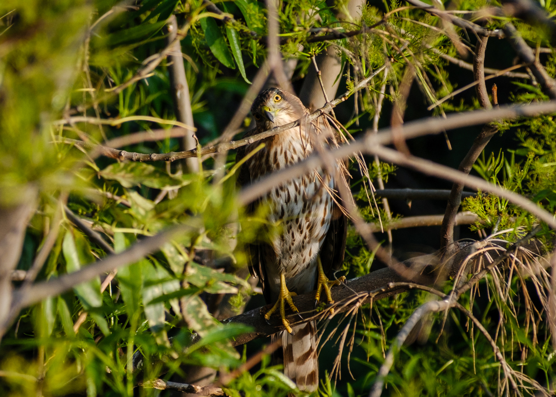 Can I help you, ma'am? Outside our apartment window, scoping out all the songbirds our neighbors have in an outdoor caged aviary. Accipiter cooperii,Coopers hawk,Geotagged,Mexico,Winter,bird,wildlife