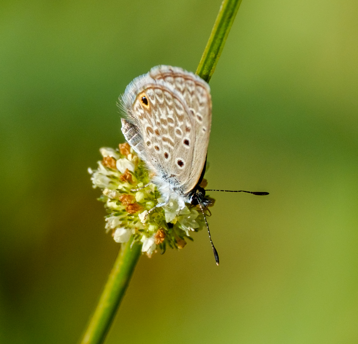 Tiny butterfly in the mangroves near Ilhabela.  Brazil,Geotagged,Hanno Blue,Hemiargus hanno,Winter