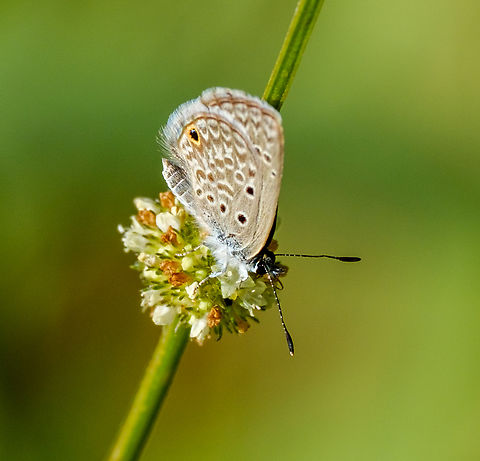 Tiny butterfly in the mangroves near Ilhabela.  Brazil,Geotagged,Hanno Blue,Hemiargus hanno,Winter