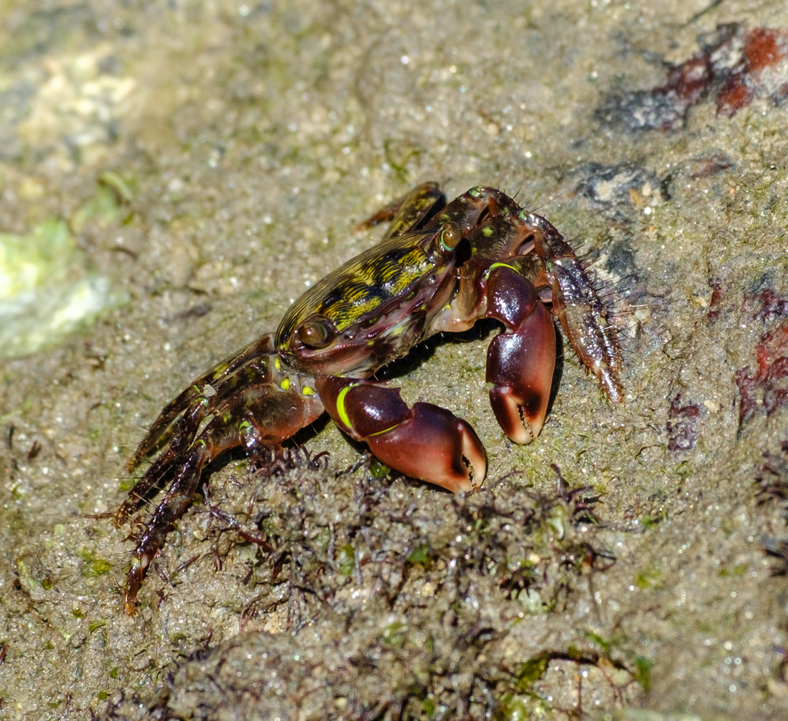 Nice big smile for the camera ^_^  Brazil,Geotagged,Mottled Shore Crab,Pachygrapsus transversus,Winter
