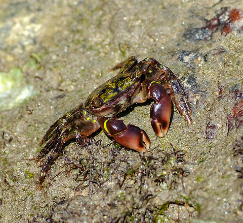 Nice big smile for the camera ^_^  Brazil,Geotagged,Mottled Shore Crab,Pachygrapsus transversus,Winter
