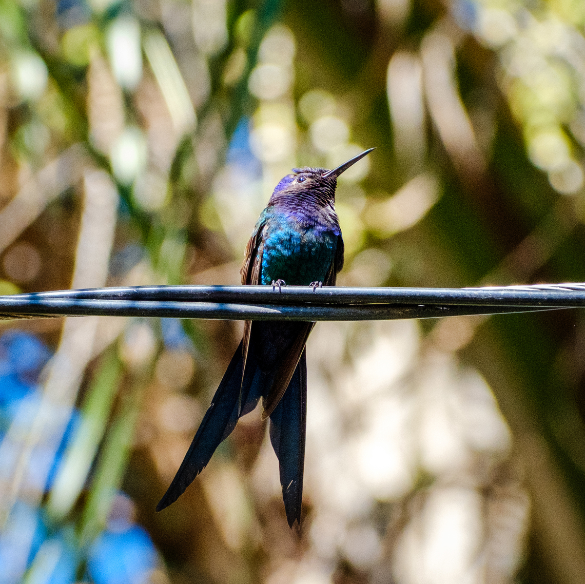 Near a garden feeder in Ilhabela, Brazil.  Brazil,Eupetomena macroura,Geotagged,Swallow-tailed Hummingbird,Winter