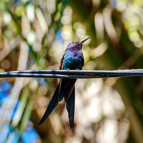 Near a garden feeder in Ilhabela, Brazil.  Brazil,Eupetomena macroura,Geotagged,Swallow-tailed Hummingbird,Winter