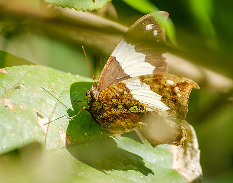 Damaged but still flying near the jungle trek  Brazil,Geotagged,Hypna clytemnestra,Silver-studded Leafwing,Winter