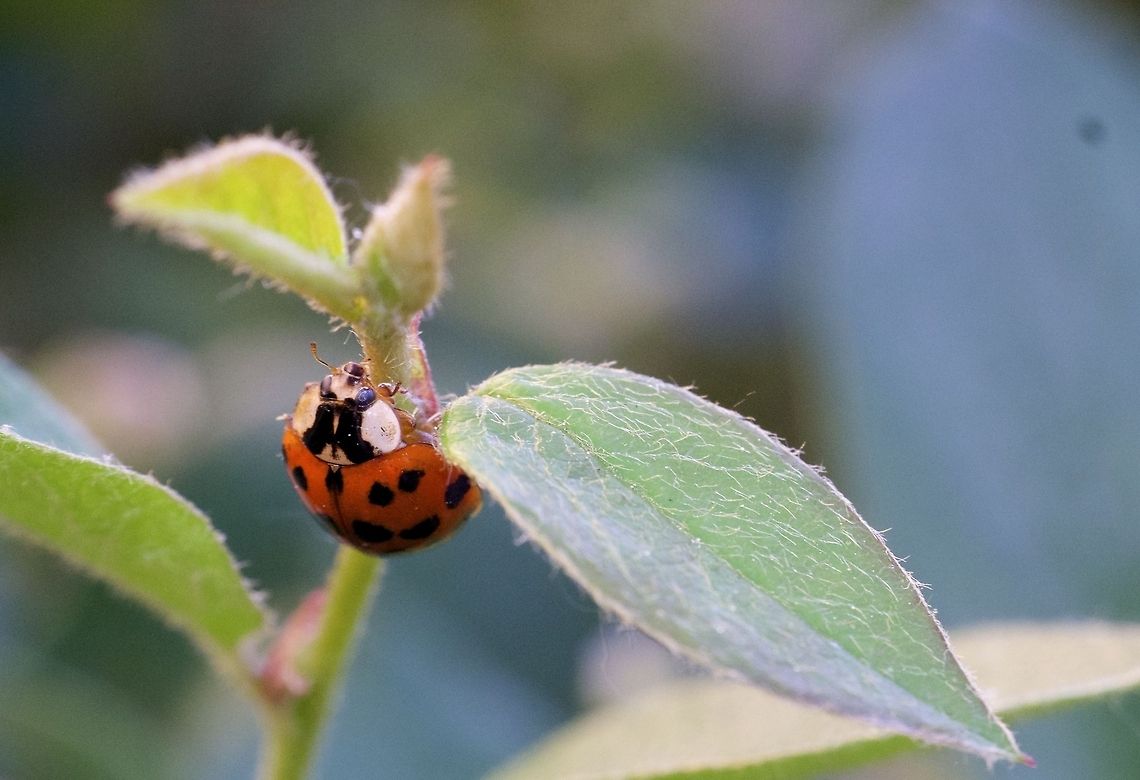 Maybe Harmonia axyridis? Ladybird beetle on a bush near my home in the Plateau neighborhood of Montreal. <br />
<br />
After reading about Harmonia axyridis it seems like that's the species because it has the "W" shaped black marking on it's head and nothing else contradicts the description. Canada,Geotagged,Harlequin ladybird,Harmonia axyridis
