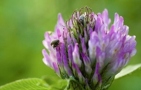 Four bugs of unknown species, everyone getting it on. Knelt down to take a picture of this flower before noticing, in sequence, that there was a bug on it, that there were two bugs, that one of the the bugs was two bugs mating (i.e. 3 bugs total) and finally that both bugs were pairs of mating bugs (i.e. menage-a-quatre). 

Not familiar with the species but they are small and have orange but things touching each other. Canada,Geotagged