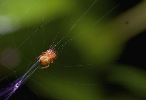 Juvenile Cross Orbweaver/Diadem Spider: Tiny orange spiders that fill my back yard with webs across wide spaces. At first I thought these spiders filling my back yard with webs were "marbled orbweavers" because they have orange bodies and their legs are ticked dark/light, but it turns out they are the more common "cross orbweaver"/"diadem spider". 

I took this one a couple months ago and have noticed that the spiders in my yard have all gotten a lot bigger since then and now match the photos of the Cross Orbweaver much more, so I think the one in this photo is juvenile. 

It is almost definitely female because it is hanging out on a web. 

Minolta 50mm f/2 manual + Raynox DCR-250 macro adapter. 
 Araneus diadematus,Canada,European garden spider,Geotagged,macro