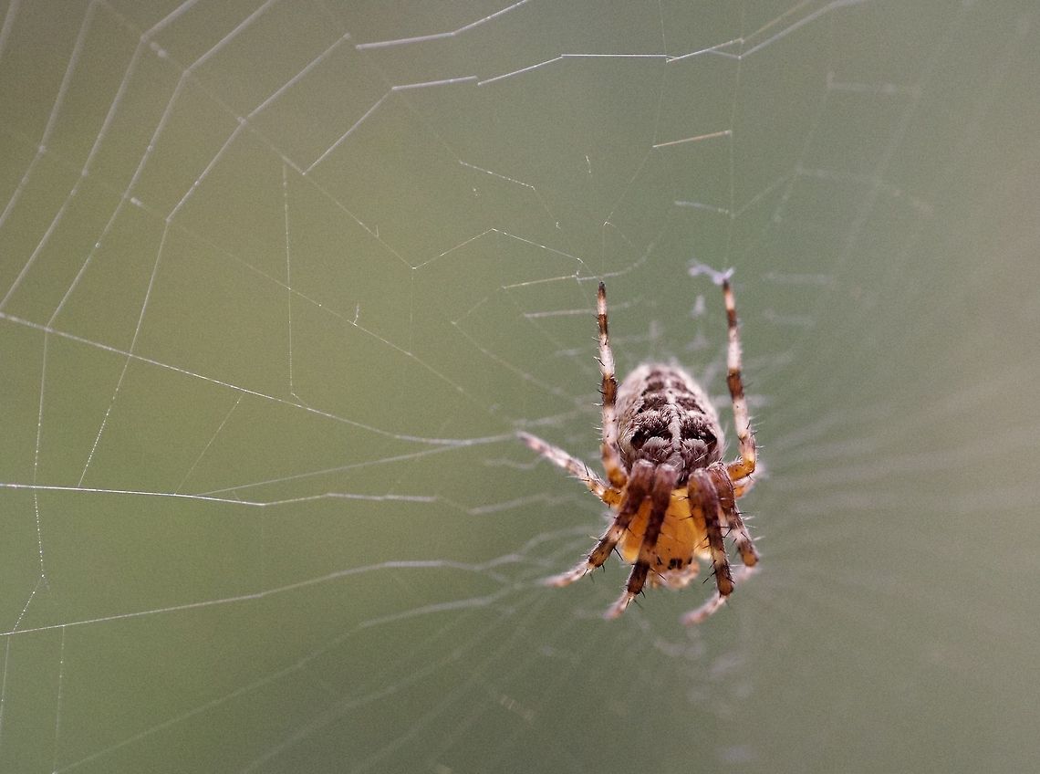 Juvenile Cross Orbweaver (european garden spider) NOT a marbled orbweaver! At first I thought these spiders filling my back yard with webs were "marbled orbweavers" because they have orange bodies and their legs are ticked dark/light, but it turns out they are the more common "cross orbweaver"/"diadem spider". <br />
<br />
I took this one a couple months ago and have noticed that the spiders in my yard have all gotten a lot bigger since then and now match the photos of the Cross Orbweaver much more, so I think the one in this photo is juvenile. <br />
<br />
It is almost definitely female because it is hanging out on a web. <br />
Minolta 50mm f/2 manual + Raynox DCR-250 macro adapter. <br />
 Araneus diadematus,Canada,European garden spider,Geotagged