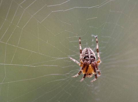 Juvenile Cross Orbweaver (european garden spider) NOT a marbled orbweaver! At first I thought these spiders filling my back yard with webs were "marbled orbweavers" because they have orange bodies and their legs are ticked dark/light, but it turns out they are the more common "cross orbweaver"/"diadem spider". 

I took this one a couple months ago and have noticed that the spiders in my yard have all gotten a lot bigger since then and now match the photos of the Cross Orbweaver much more, so I think the one in this photo is juvenile. 

It is almost definitely female because it is hanging out on a web. 
Minolta 50mm f/2 manual + Raynox DCR-250 macro adapter. 
 Araneus diadematus,Canada,European garden spider,Geotagged