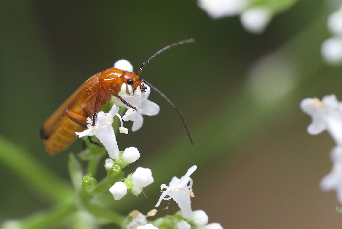 Soldier Beetle taking his time with some flowers Anyone want to try to ID the flowers?<br />
<br />
X-E1 + Minolta MD 50mm + Raynox DCR-250 + YN-560III flash + 8&quot; softbox. Canada,Common red soldier beetle,Geotagged,Rhagonycha fulva