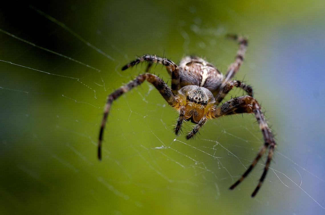 Portrait of a Diadem Survivor Macro shot of a Diadem Spider/Cross Orbweaver perched at the center of her web (males don't usually spin webs) waiting for prey. <br />
<br />
She is missing the second leg on her right and half of the back leg on her right. Not sure what happened but she is still able to move quickly and hide, though luckily my flash didn't scare her off :)<br />
<br />
Technical: Fuji X-E1 with manual focus Minolta 50mm lens + Raynox DCR-250 macro adapter. Flash from YongNuo 560III in the hotshoe with an 8" "Polaroid" octagonal softbox on it pointed down. Araneus diadematus,Canada,European garden spider,Geotagged,Minolta MD 50mm f/2,X-e1,arachnids,closeup,dcr-250,fuji,fuji x-e1,macro,manual focus,nature,raynox,raynox drc-250,spider,spiders