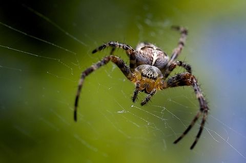 Portrait of a Diadem Survivor Macro shot of a Diadem Spider/Cross Orbweaver perched at the center of her web (males don't usually spin webs) waiting for prey. 

She is missing the second leg on her right and half of the back leg on her right. Not sure what happened but she is still able to move quickly and hide, though luckily my flash didn't scare her off :)

Technical: Fuji X-E1 with manual focus Minolta 50mm lens + Raynox DCR-250 macro adapter. Flash from YongNuo 560III in the hotshoe with an 8" "Polaroid" octagonal softbox on it pointed down. Araneus diadematus,Canada,European garden spider,Geotagged,Minolta MD 50mm f/2,X-e1,arachnids,closeup,dcr-250,fuji,fuji x-e1,macro,manual focus,nature,raynox,raynox drc-250,spider,spiders