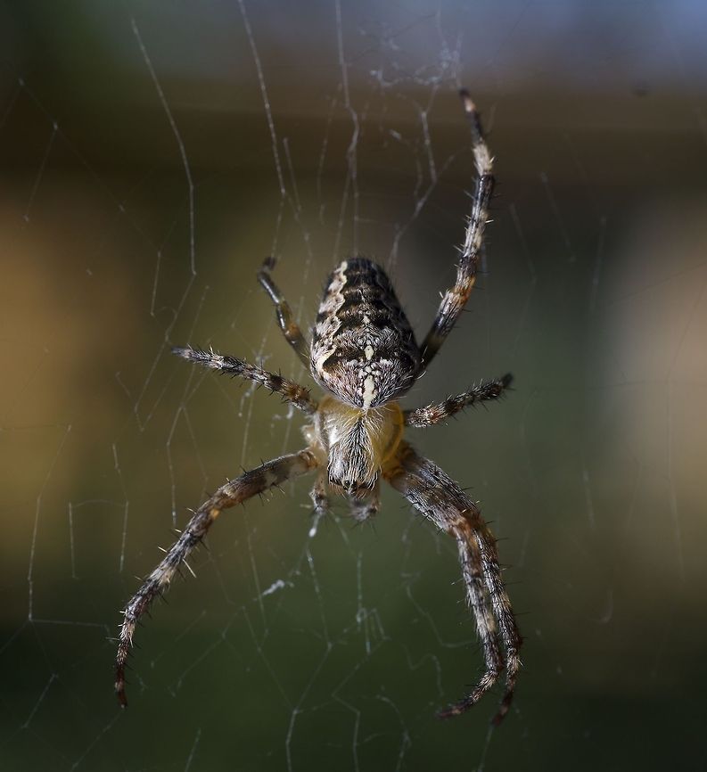 Details of a Diadem Survivor Another picture of the tough-as-nails spider from this (prettier) shot:<br />
<a href="http://www.jungledragon.com/image/21505" rel="nofollow">http://www.jungledragon.com/image/21505</a><br />
<br />
This one clearly shows the beautiful cross pattern on her rump, the stump of the second leg on her right side and the way she still uses her truncated back leg on the right. Araneus diadematus,Canada,European garden spider,Geotagged,Minolta MD 50mm f/2,X-e1,arachnids,bugs,closeup,dcr-250,fuji,fuji x-e1,macro,manual focus,nature,raynox,raynox drc-250,spider,spiders
