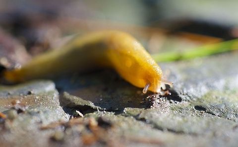 Orange slug at the Wildflower Preserve Fuji X-E1+35mm f/1.4+Raynox DCR-250+plain old sunshine. Geotagged,United States