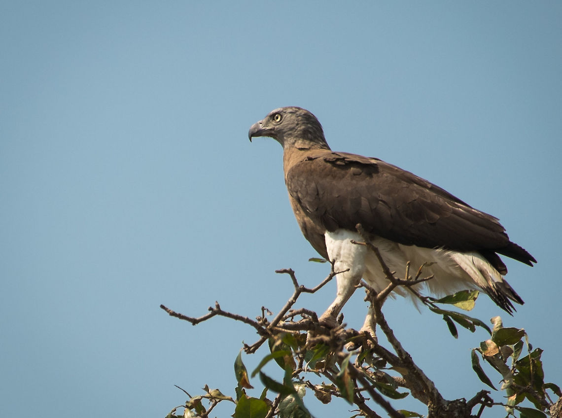 Grey-headed fish eagle  Cambodia,Geotagged,Ichthyophaga ichthyaetus,Winter,asia,cambodia,grey headed fish eagle,siem-reap,souteast-asia,travel