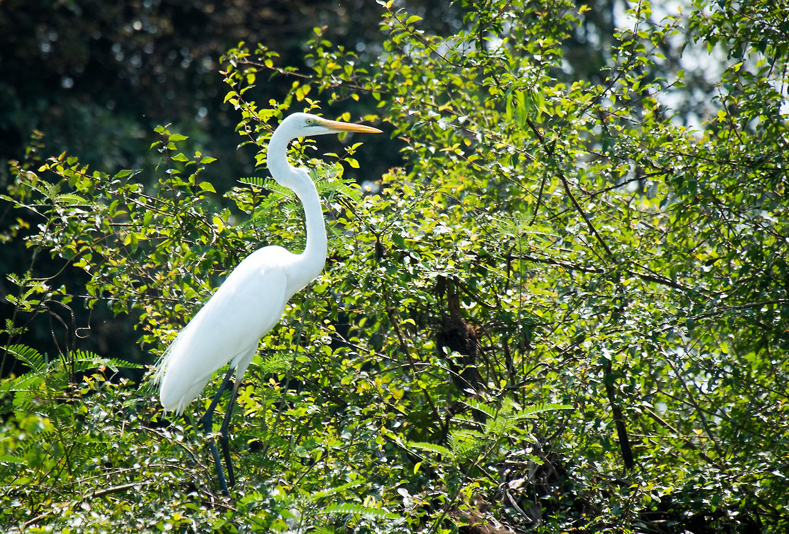 Great egret living on Tonle Sap lake, Cambodia  Ardea alba,Cambodia,Geotagged,Great egret,Winter,asia,cambodia,siem-reap,souteast-asia,travel
