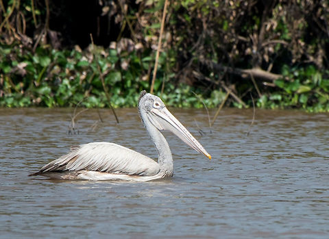 Spot-billed pelican on Tonle Sap lake in Cambodia  Cambodia,Geotagged,Pelecanus philippensis,Spot-billed pelican,Winter,asia,cambodia,siem-reap,souteast-asia,travel