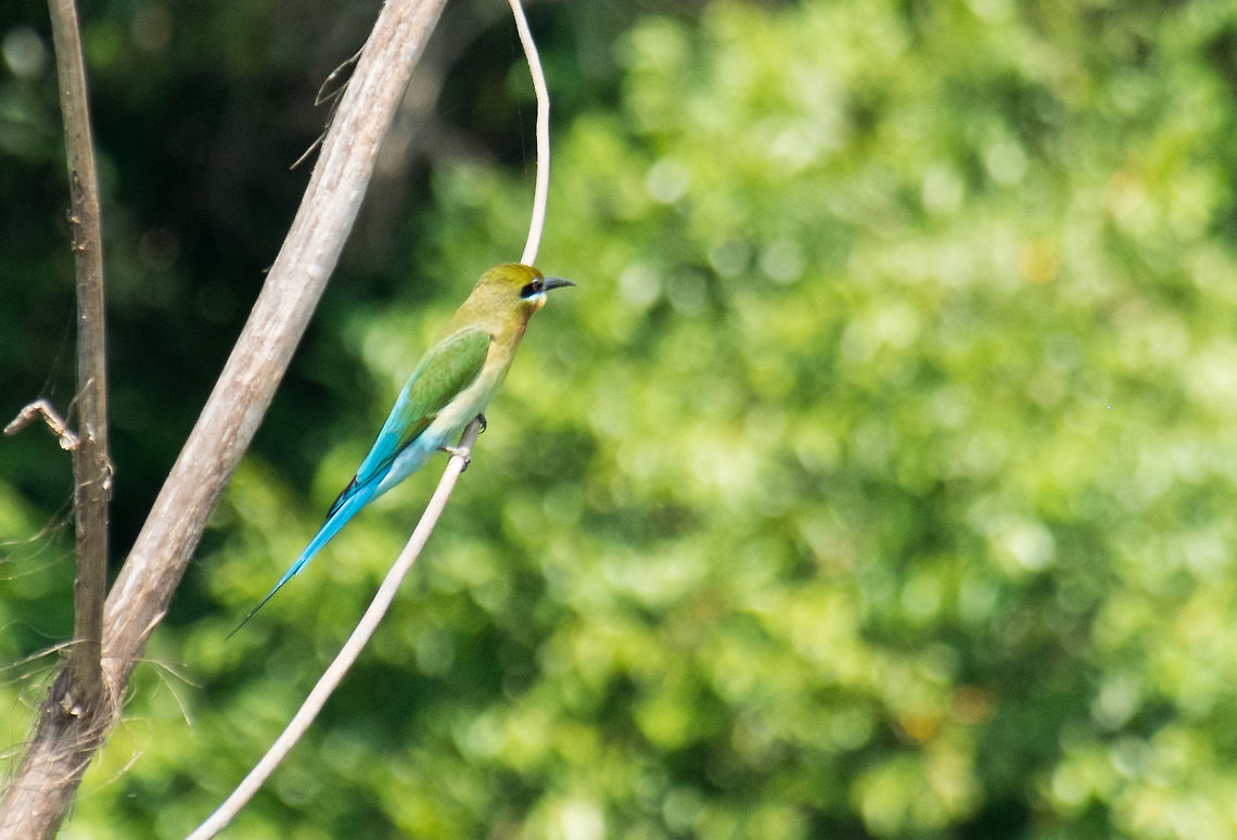 Blue-tailed bee-eater on the shore of Tonle Sap lake in Cambodia  Blue-tailed Bee-eater,Cambodia,Geotagged,Merops philippinus,Winter,asia,cambodia,siem-reap,souteast-asia,travel