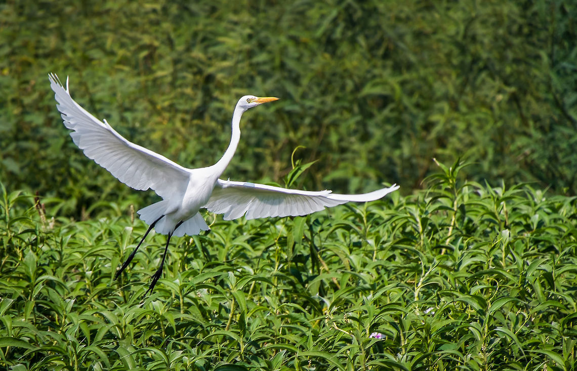 Intermediate Egret taking off from Tonle Sap lake, Cambodia  Cambodia,Geotagged,Intermedia egret,Intermediate egret,Mesophoyx intermedia,Winter,asia,cambodia,siem-reap,souteast-asia,travel