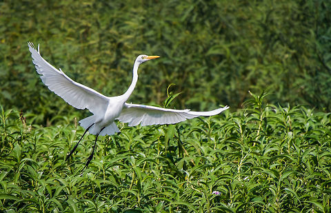 Intermediate Egret taking off from Tonle Sap lake, Cambodia  Cambodia,Geotagged,Intermedia egret,Intermediate egret,Mesophoyx intermedia,Winter,asia,cambodia,siem-reap,souteast-asia,travel