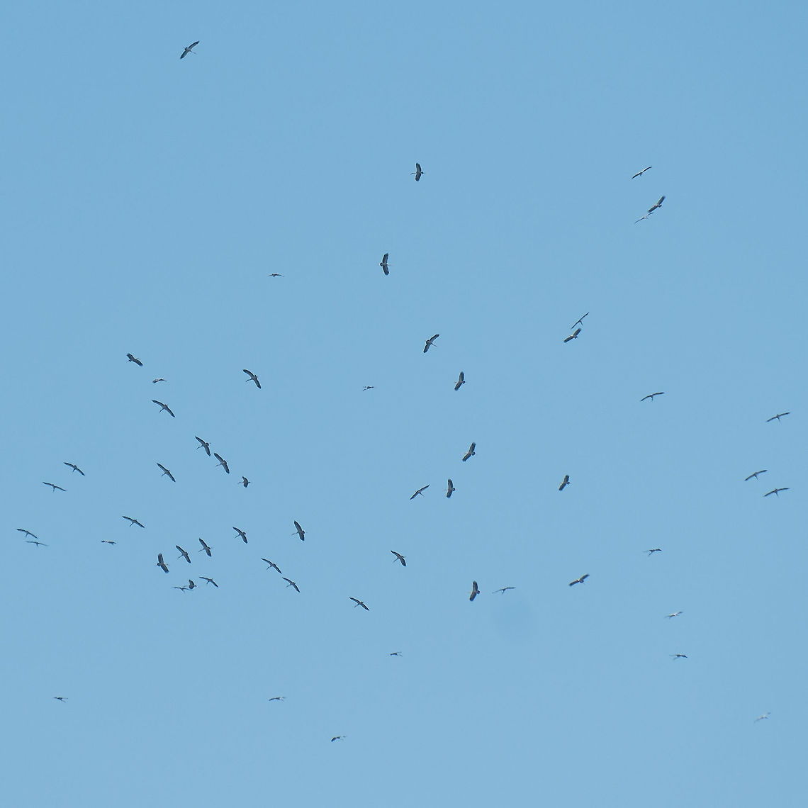 Huge flock of Asian Openbills circling above Tonle Sap in Cambodia From the species description:<br />
"Like other storks, the Asian Openbill is a broad-winged soaring bird, which relies on moving between thermals of hot air for sustained flight. They are usually found in flocks but single birds are not uncommon. Like all storks, it flies with its neck outstretched." Anastomus oscitans,Asian Openbill,Cambodia,Geotagged,Winter,asia,cambodia,siem-reap,souteast-asia,travel