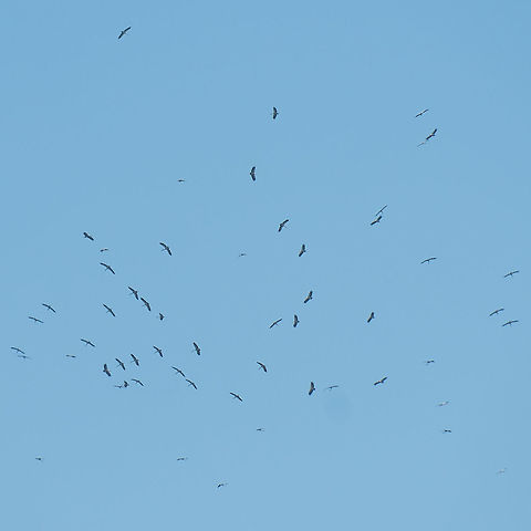 Huge flock of Asian Openbills circling above Tonle Sap in Cambodia From the species description:
"Like other storks, the Asian Openbill is a broad-winged soaring bird, which relies on moving between thermals of hot air for sustained flight. They are usually found in flocks but single birds are not uncommon. Like all storks, it flies with its neck outstretched." Anastomus oscitans,Asian Openbill,Cambodia,Geotagged,Winter,asia,cambodia,siem-reap,souteast-asia,travel