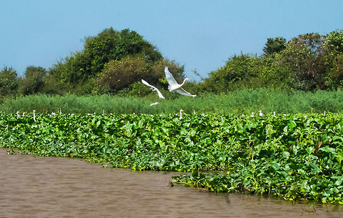 Accumulation of Water Hyacinth on the Tonle Sap with a bunch of egrets in it Taken on Tonle Sap lake in Cambodia, where the hyacinths are an invasive and disruptive species. 

There were an incredible number of egrets, herons, cormorants and other similar species in the trees and bushes next to the shore. Cambodia,Common Water Hyacinth,Eichhornia crassipes,Geotagged,Winter,asia,cambodia,siem-reap,souteast-asia,travel